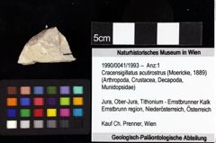 Foto (Objket + Etiketten) von Cracensigillatus acutirostrus (Moericke, 1889) 